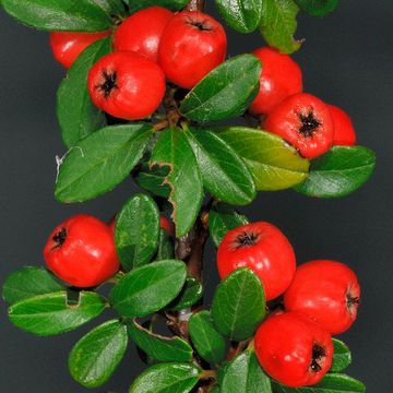 Cotoneaster conspicuus