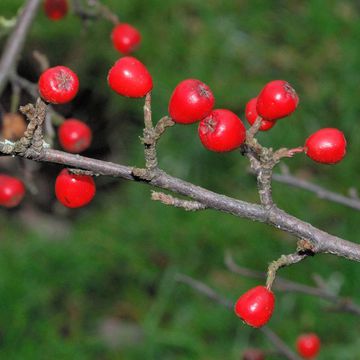 Cotoneaster dielsianus