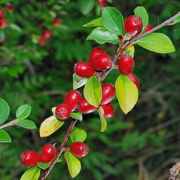 Cotoneaster divaricatus