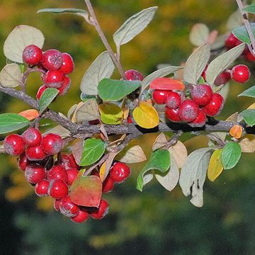 Franchet`s Cotoneaster