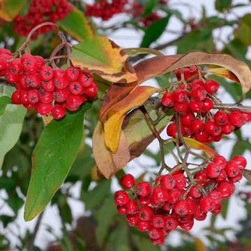 Schnee-Zwergmispel