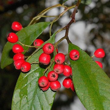 Cotoneaster frigidus fm. vicarii