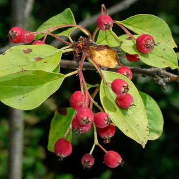 Garnet-fruited Cotoneaster