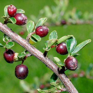 Cotoneaster harrysmithii