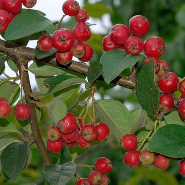 Cotoneaster hupehensis