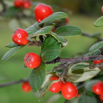 Cotoneaster insculptus