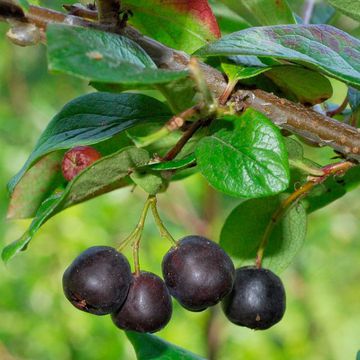 Shiny Cotoneaster