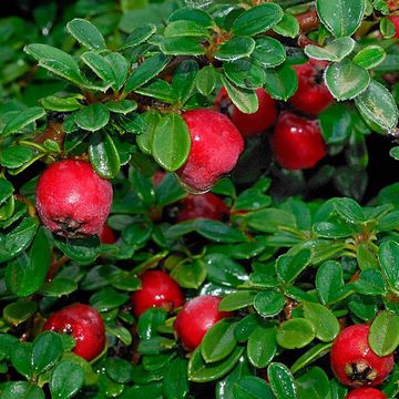 Cotoneaster microphyllus