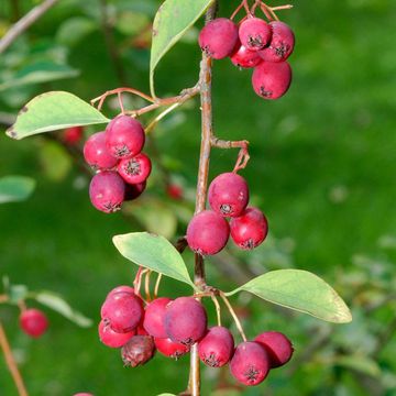 Cotoneaster multiflorus