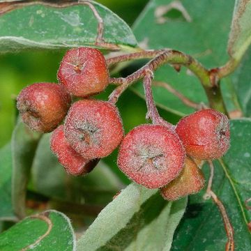 Cotoneaster nebrodensis