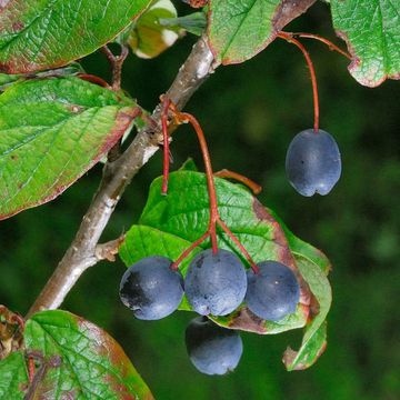 Schwarze Zwergmispel