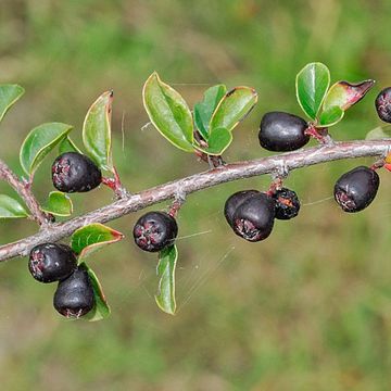 Few-flowered Cotoneaster