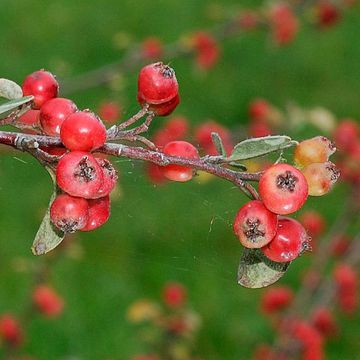 Coinwort Cotoneaster