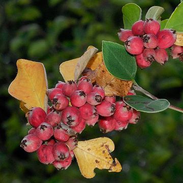 Cotoneaster racemiflorus