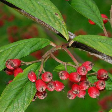 Cotoneaster rhytidophyllus