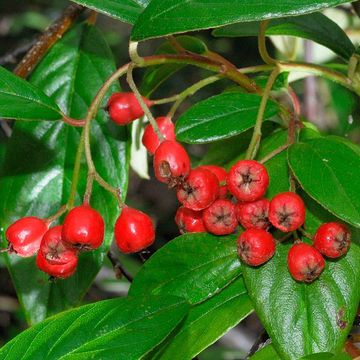 Cotoneaster salicifolius var. floccosus