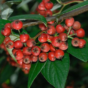 Cotoneaster salicifolius var. rugosus