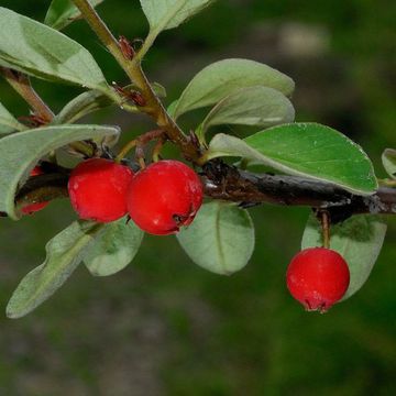 Scandinavian Cotoneaster