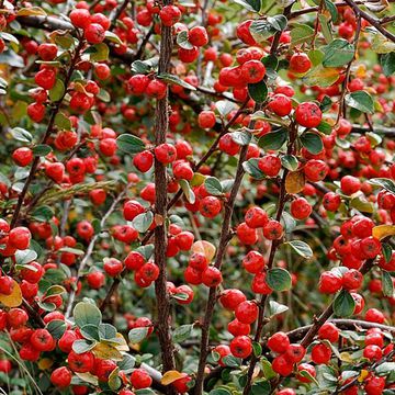 Cotoneaster splendens