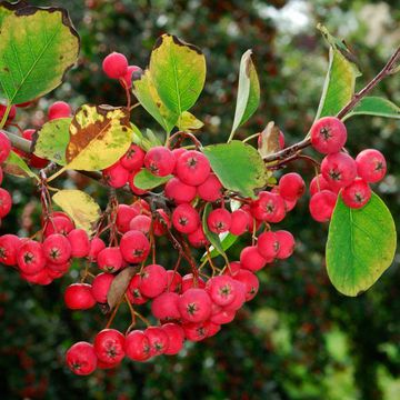 Cotoneaster submultiflorus