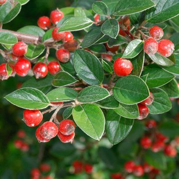 Vilmorin`s Cotoneaster