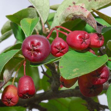 Cotoneaster wilsonii