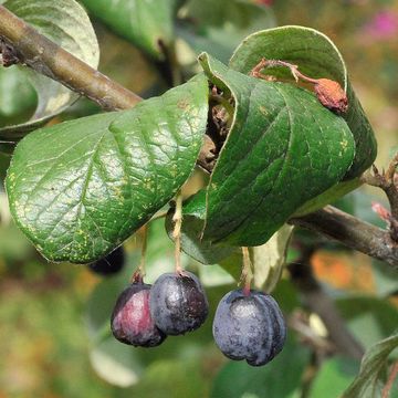 Cotoneaster yacuticus