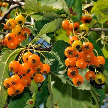 Altai Mountain Thorn