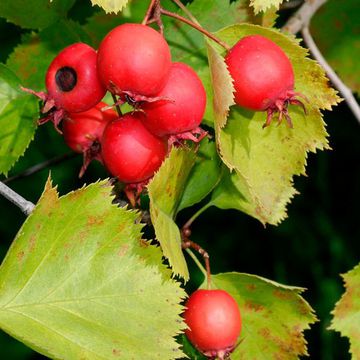 Fireberry Hawthorn