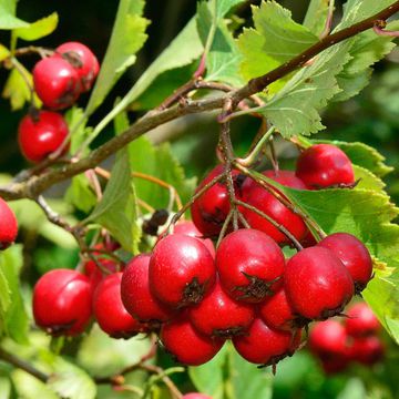 Crataegus coccinea