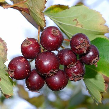 Columbian Hawthorn