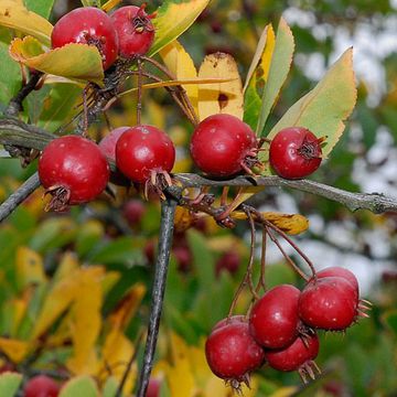 Crataegus crus-gallii