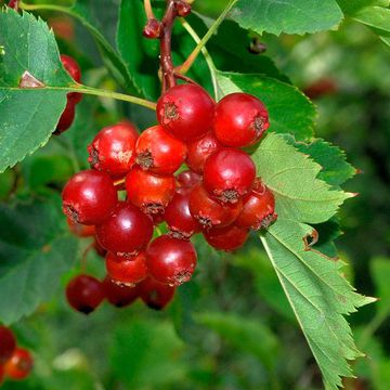 Siberian Hawthorn