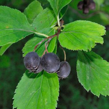 Crataegus douglasii