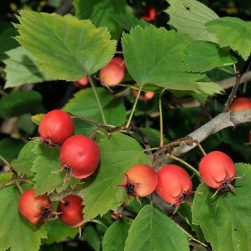 Crataegus × durobrivensis