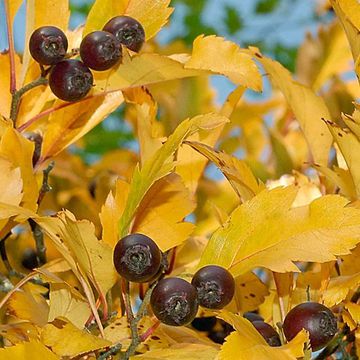 Crataegus × hiemalis