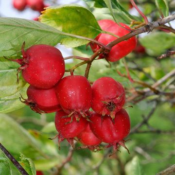 Crataegus jozana