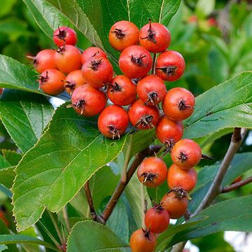 Crataegus × lavallei