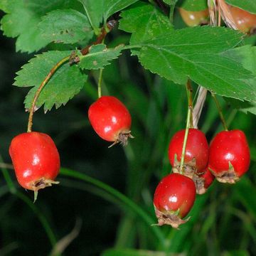 Crowned Hawthorn