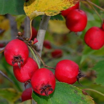 Crataegus macrosperma