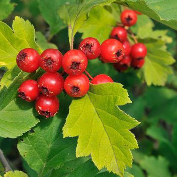 Maximowicz`s Hawthorn