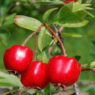 Crataegus meyerii