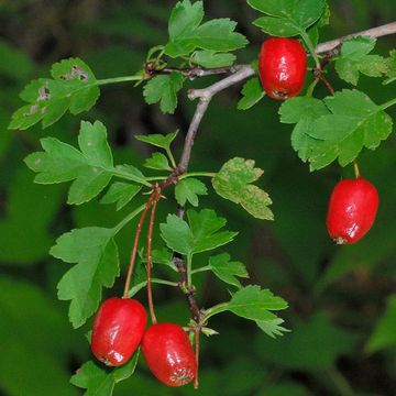 Crataegus microphylla