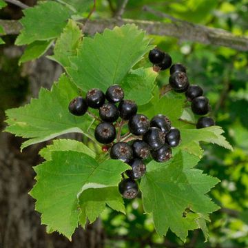 Hungarian Hawthorn