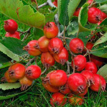 American red-fruited Hawthorn