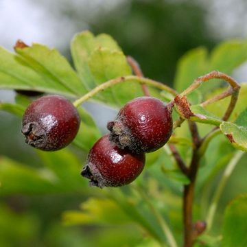 Crataegus pentagyna