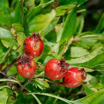 Crataegus pinnatifida