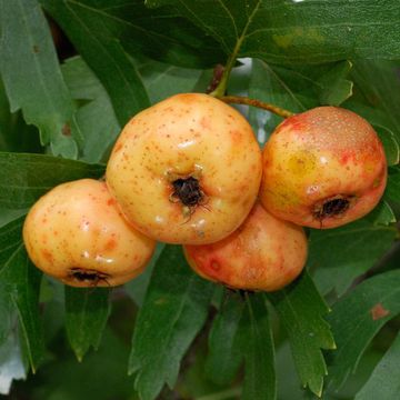 Crataegus pontica