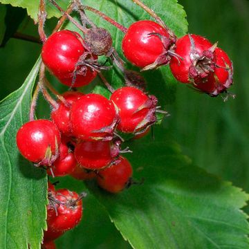 Crataegus pringlei