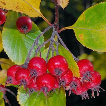 Crataegus × prunifolia